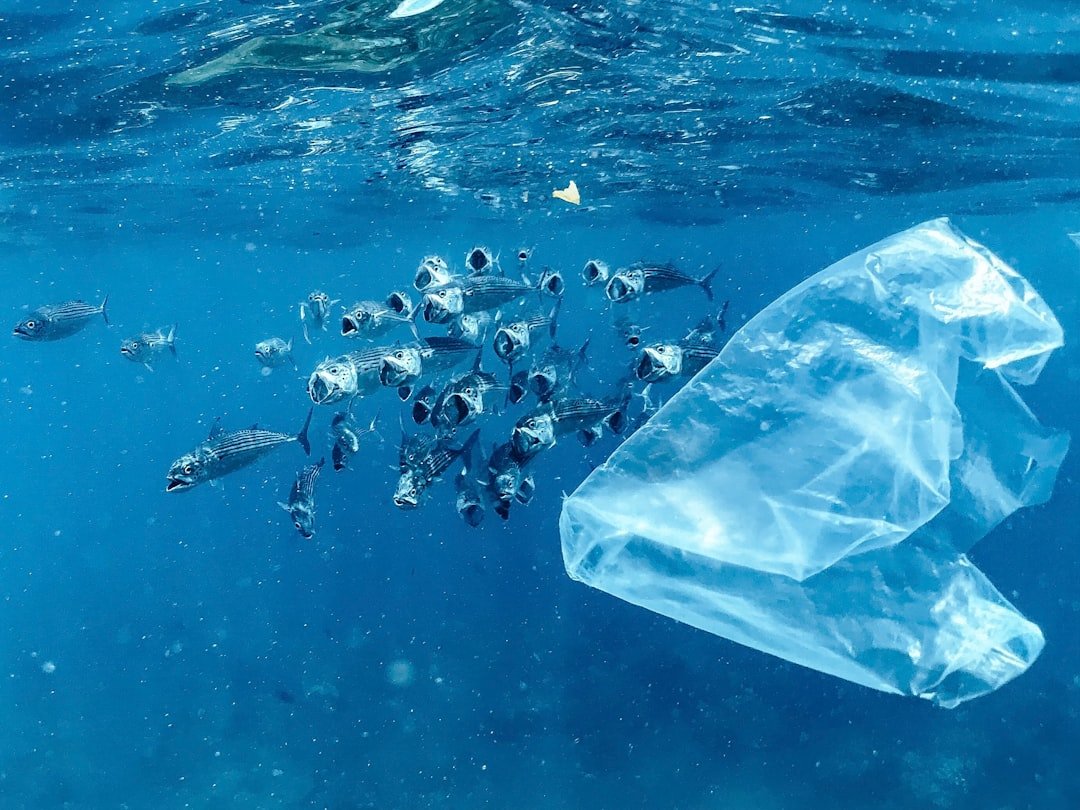 A shoal of Striped Mackerel filter feeding amongst loads of plastic waste.